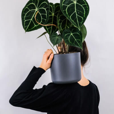 Nosotros Plants Store Gallery Img 1