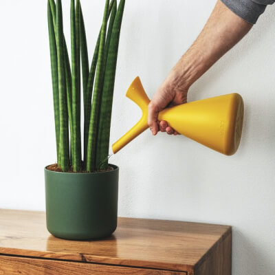 Nosotros Plants Store Gallery Img 2