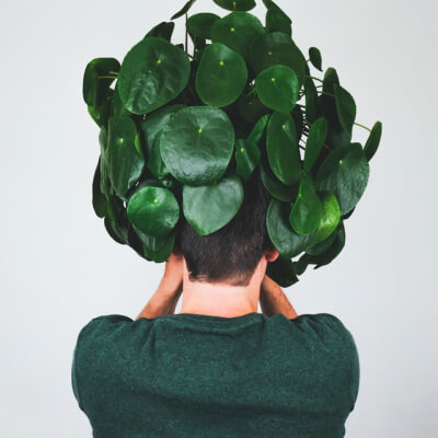 Nosotros Plants Store Gallery Img 3