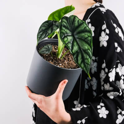 Nosotros Plants Store Gallery Img 4