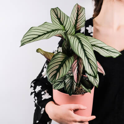 Nosotros Plants Store Gallery Img 5